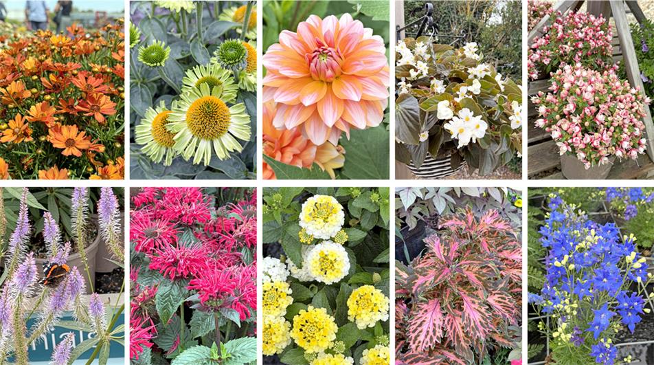 Summer Showcase plants